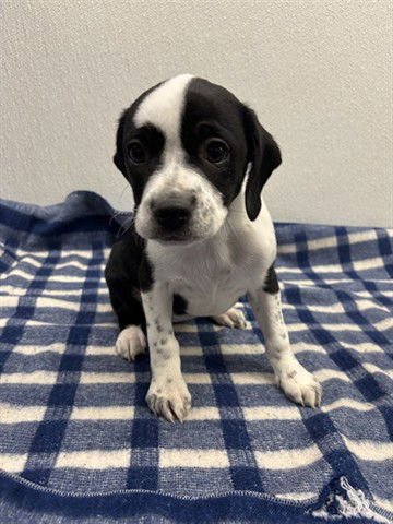 TRIXIE - Terrier available for adoption