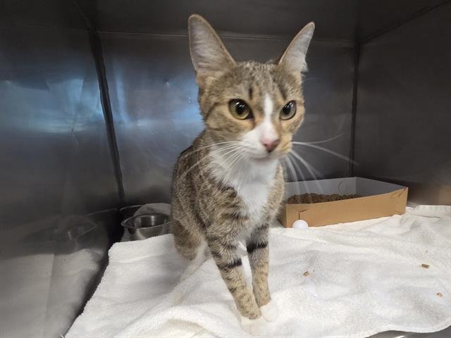 JUMI - Domestic Short Hair available for adoption