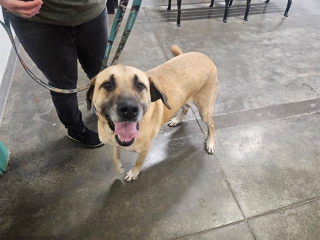 SCRUFF - Great Pyrenees available for adoption