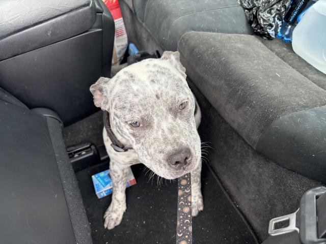 FRECKLES - American Pit Bull Terrier available for adoption