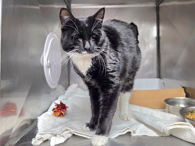 MICKEY - Domestic Short Hair available for adoption