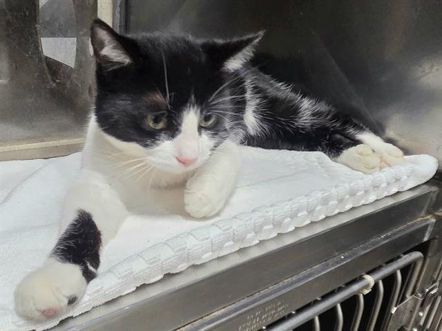 MOCHI - Domestic Short Hair available for adoption