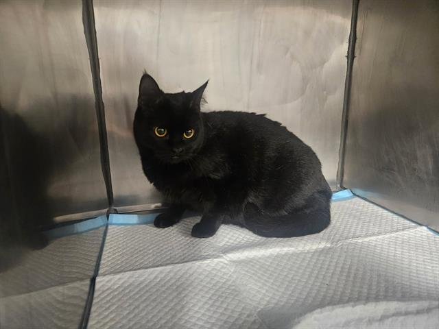 HOLLOW - Domestic Short Hair available for adoption