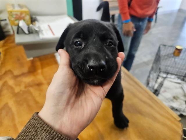 OAK - Labrador Retriever / Boxer available for adoption