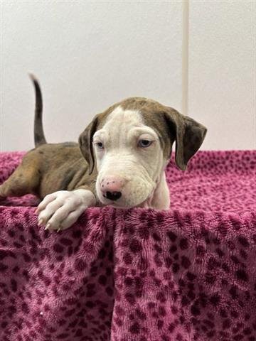 JOURNEY - Catahoula Leopard Dog available for adoption