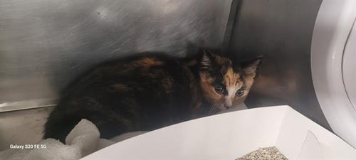 DORY - Domestic Medium Hair available for adoption