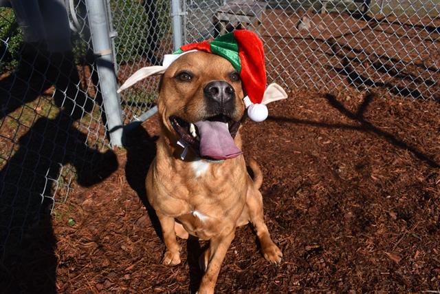 GABRIELA - Bulldog available for adoption