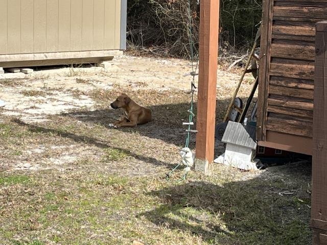 QUEST - Black Mouth Cur available for adoption
