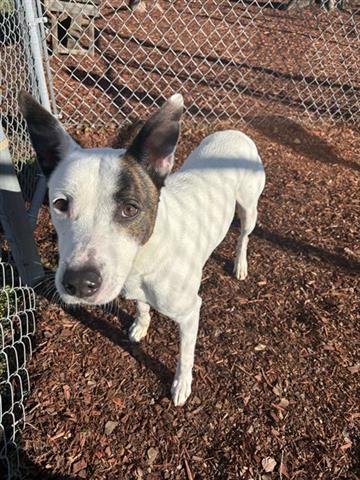 PATCHES - Catahoula Leopard Dog available for adoption