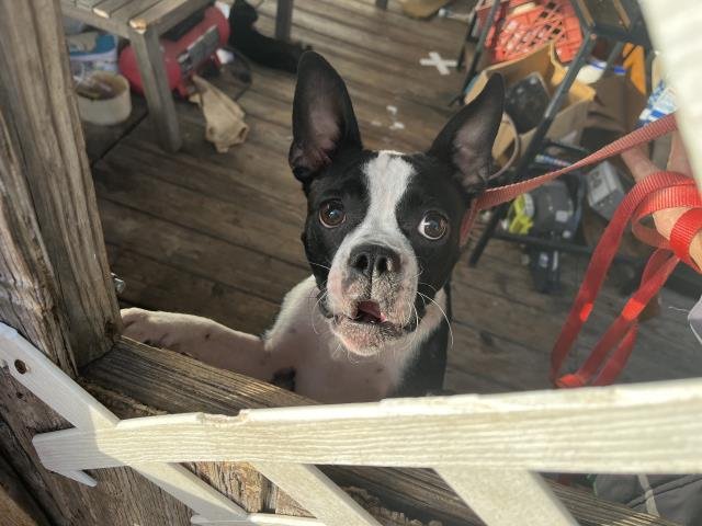 LADY BUG - Boston Terrier available for adoption
