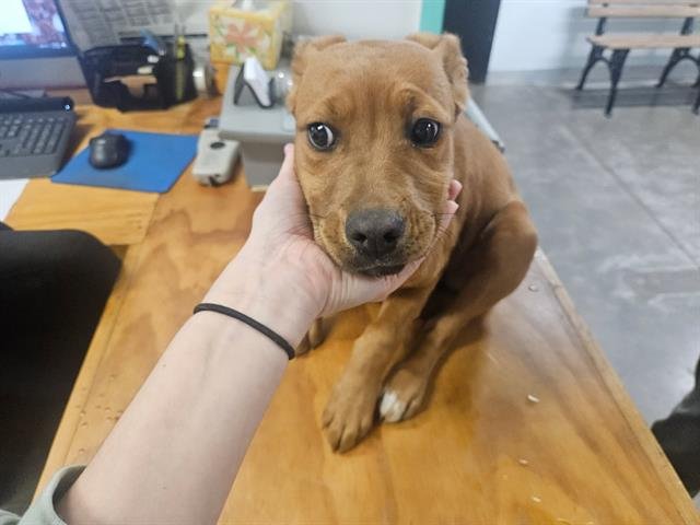 BUTTERCUP - Pit Bull Terrier available for adoption