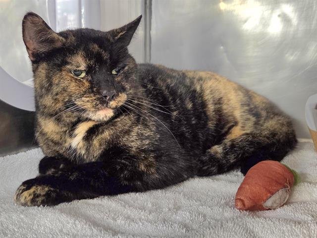 NILLA - Domestic Short Hair available for adoption