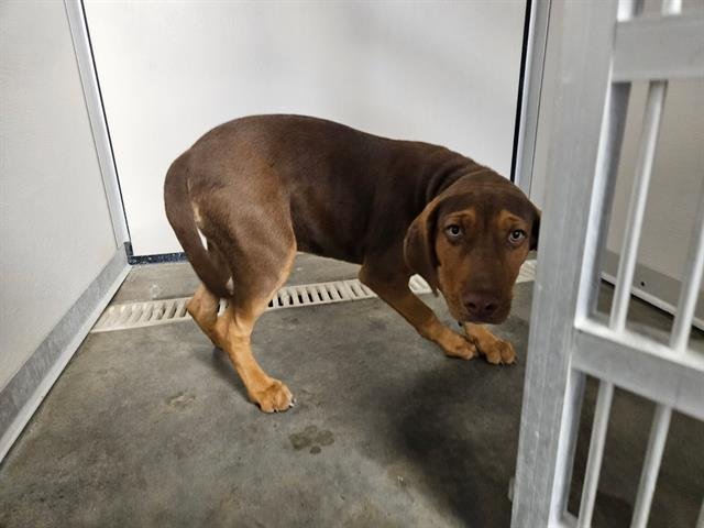 HANK - English Coonhound / Pit Bull Terrier available for adoption