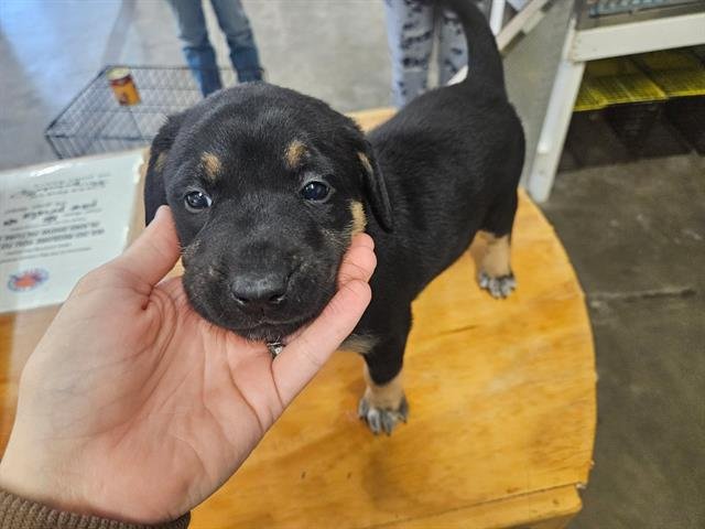 HOLLY - Labrador Retriever / Boxer available for adoption