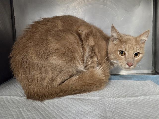 BLONDIE - Domestic Short Hair available for adoption