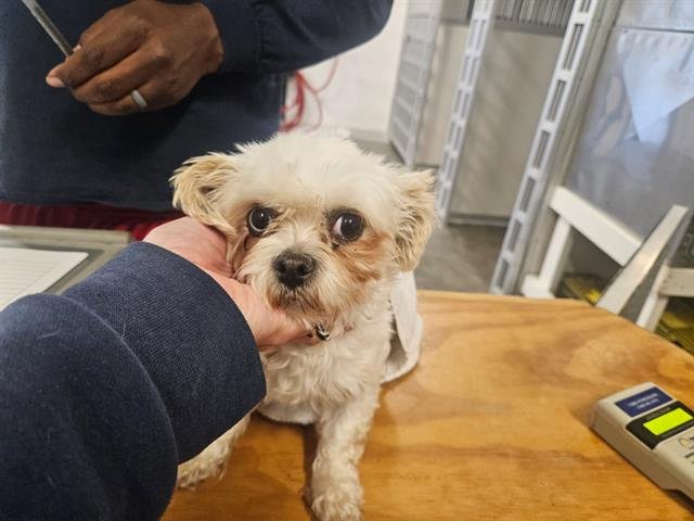 TINKERBELL - Poodle (Toy) / Maltese available for adoption