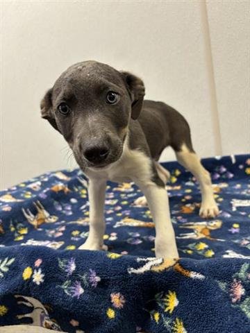 PATRICK - Labrador Retriever available for adoption