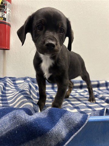 COSMO - Terrier available for adoption