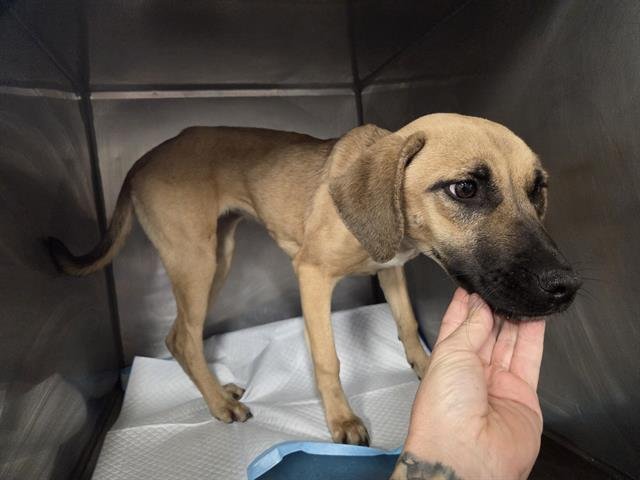 JAYCEE - Black Mouth Cur available for adoption