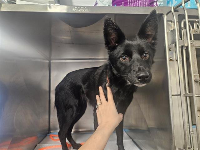 BABY - Terrier available for adoption