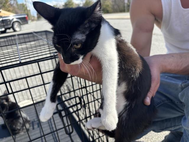 ADELLA - Domestic Short Hair available for adoption