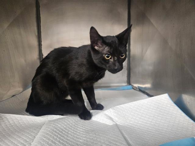 SPIDEY - Domestic Short Hair available for adoption