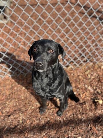 TREVOR - Labrador Retriever available for adoption