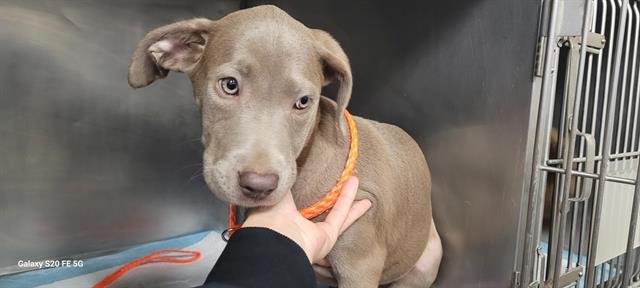 WILLOW - Labrador Retriever available for adoption