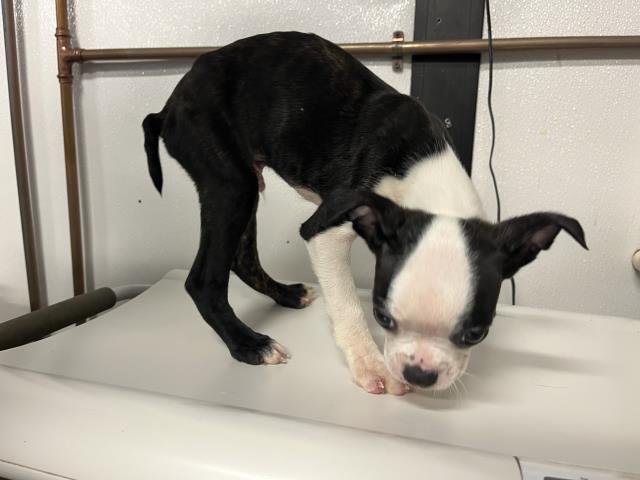 KING - Boston Terrier available for adoption
