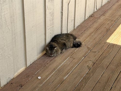 SUNNY - Domestic Long Hair available for adoption