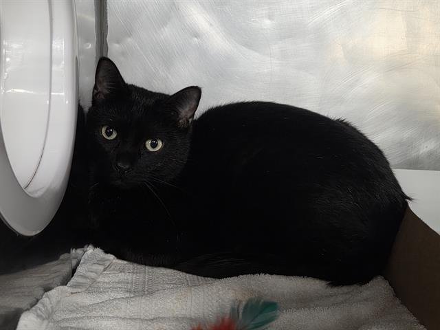 ALADDIN - Domestic Short Hair available for adoption