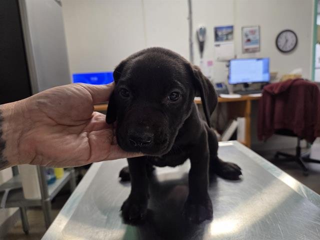 MARGARET - Labrador Retriever available for adoption