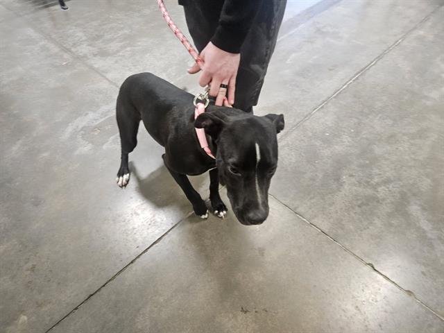 SLOANE - Labrador Retriever available for adoption