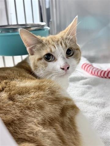 LAUREN - Domestic Short Hair available for adoption