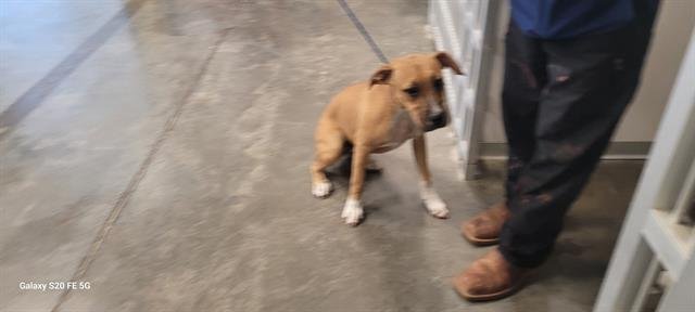 ROXY - Labrador Retriever available for adoption