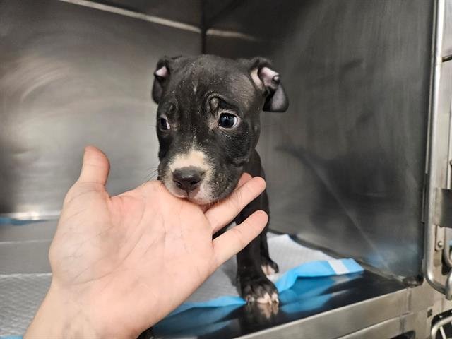 MISS APACHEE - Pit Bull Terrier available for adoption