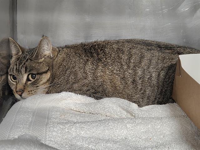 ALLEY - Domestic Short Hair available for adoption