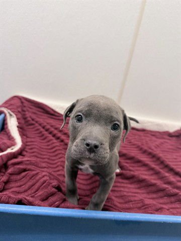 MOOSE - Pit Bull Terrier available for adoption