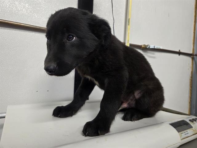 PHILLIP - Labrador Retriever available for adoption