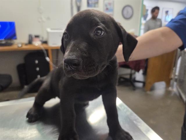 ROSE - Labrador Retriever available for adoption