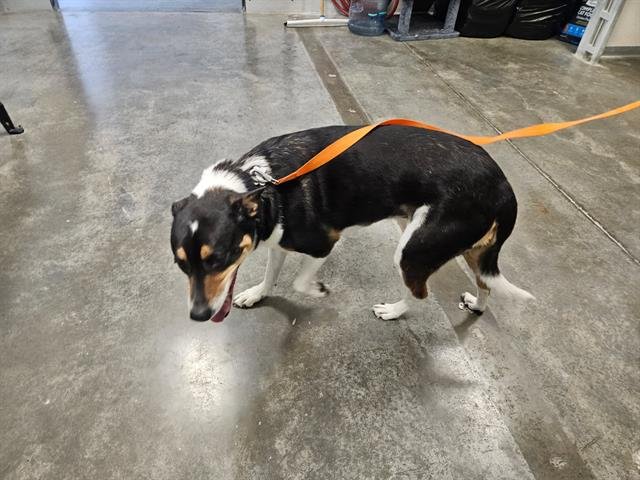 MISTY - Hound available for adoption