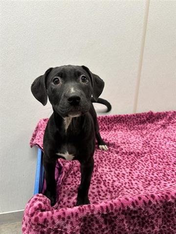 REMI - Labrador Retriever available for adoption