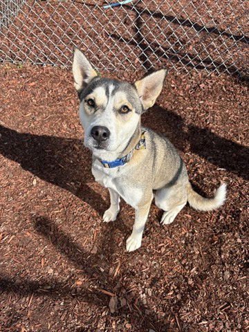 JENNA - Husky available for adoption