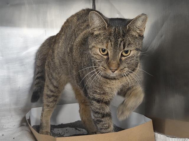 ZOEY - Domestic Short Hair available for adoption