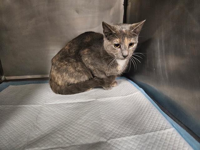 AZUL - Domestic Short Hair available for adoption