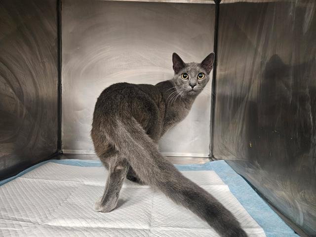 GOOSE - Domestic Short Hair available for adoption