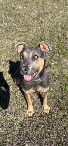 LEXIE - Pit Bull Terrier available for adoption