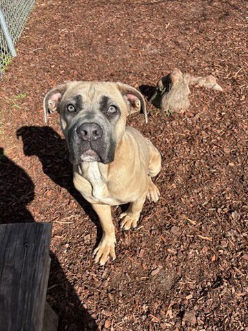 MOCHA - Cane Corso Mastiff available for adoption
