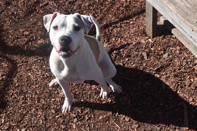 MADELINE - American Bulldog available for adoption