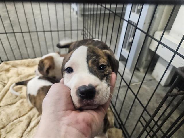 FRANK - Terrier available for adoption